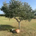 The Ranch 4 Capalbio פשיה רומנה